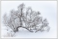 arbre sous la neige